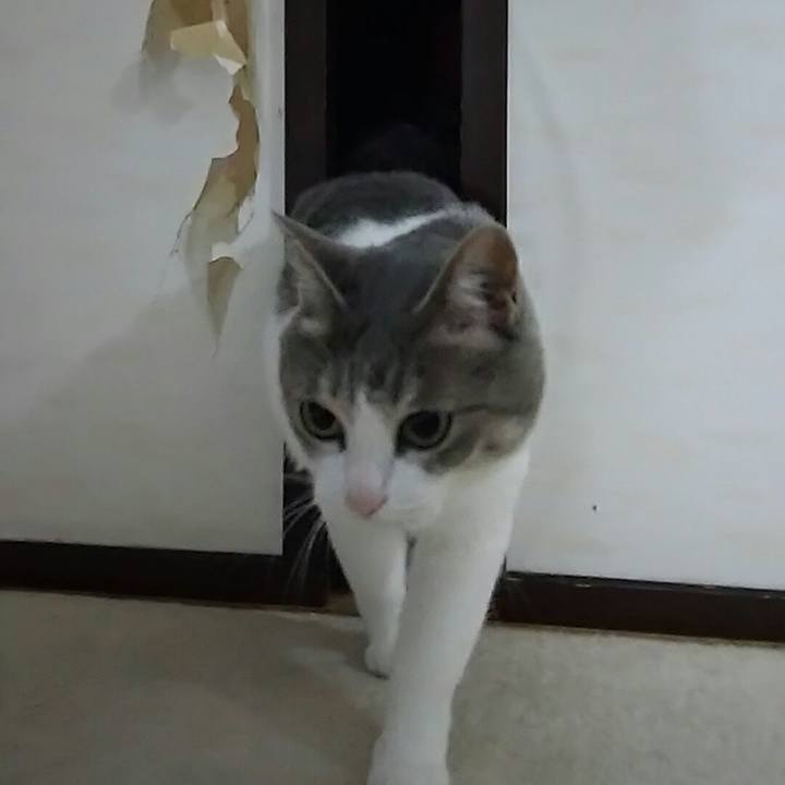 7e57b70e 0570 46bf a933 6a6c28c38032