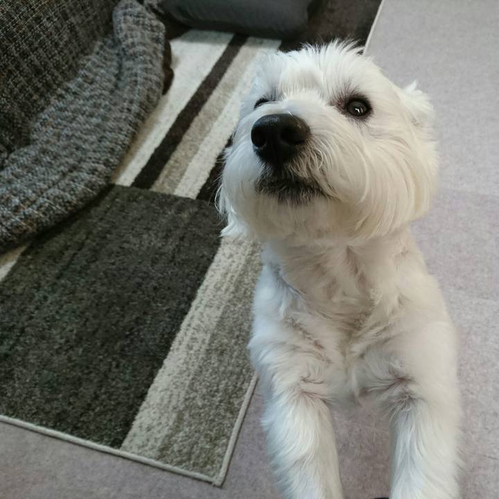 7e6866a1 3135 4796 b76a 0803c0cd2b8f