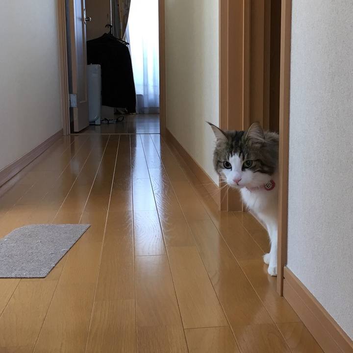 7e68efd0 2943 47eb bdc4 3e5c4060aba8