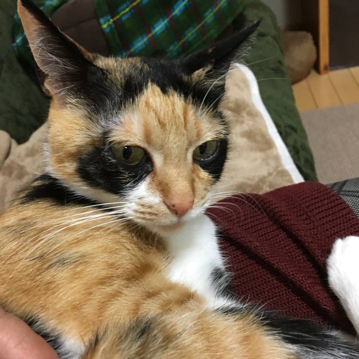 7e7219ba 8181 46d2 9bcb c40ec4cea403