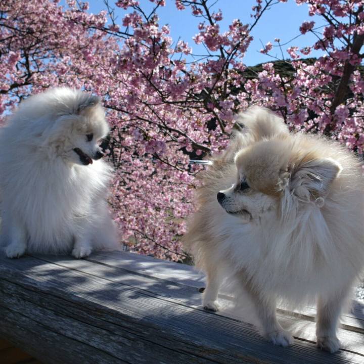 7e77a87a 3458 4257 a9f2 ed7c75b8657c