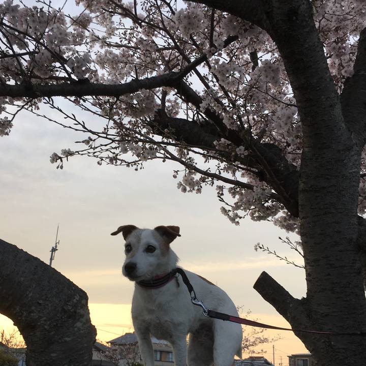 7e86acd8 3ccf 41da a685 7790c7118ead