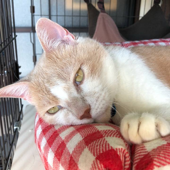 7ec909c7 5ba2 4c31 b55d 55e524969796