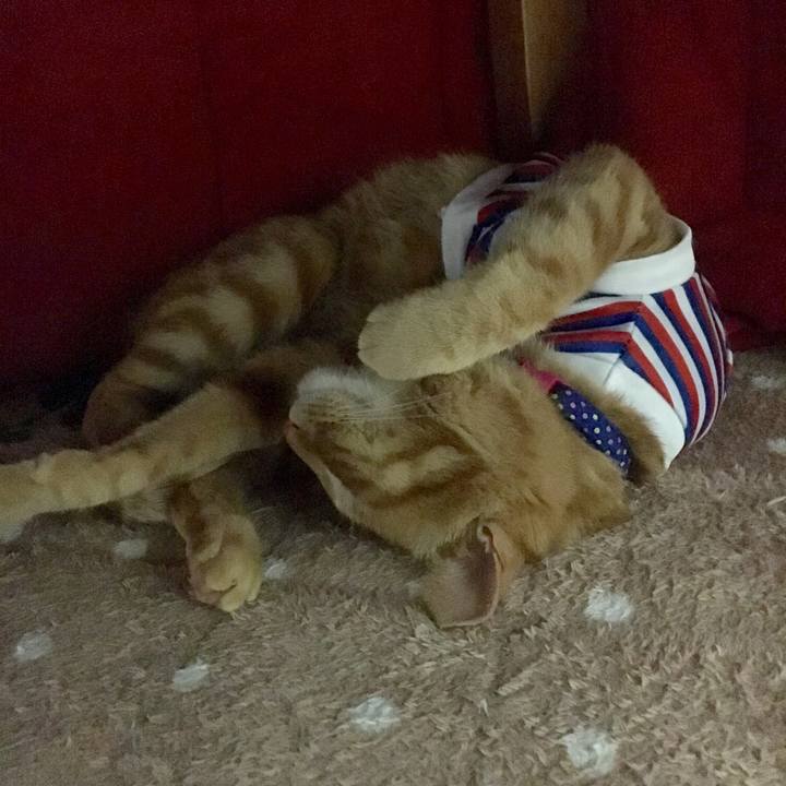 7ee54dd7 8df7 48d8 b67f 32905dfe62f5