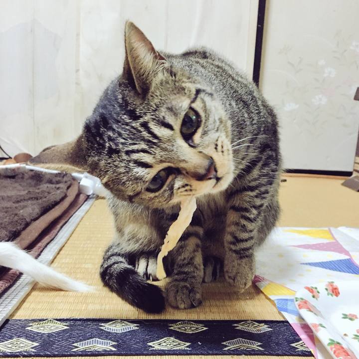 7f038d45 1909 4b5c ab72 676d8bb55014