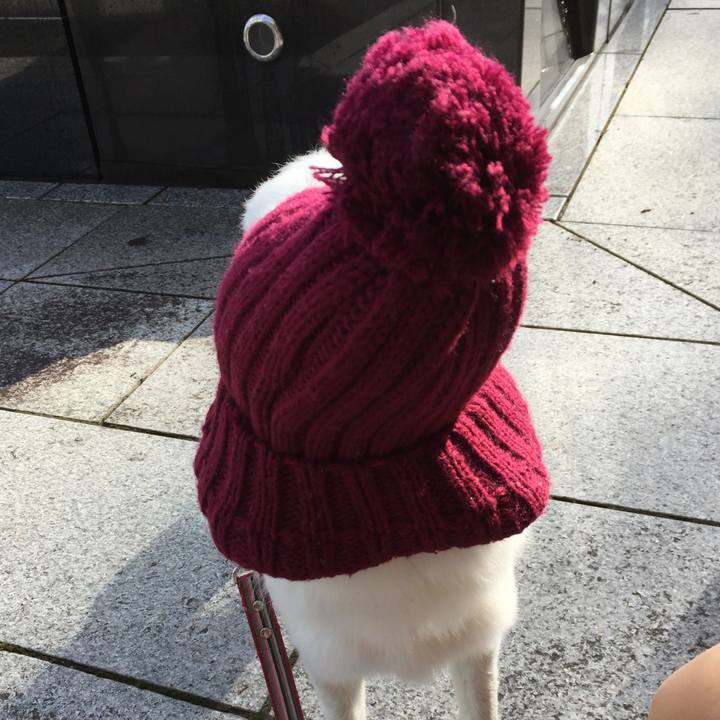 7f0c7f4c 75db 4c2a a966 24e5b73ff07a