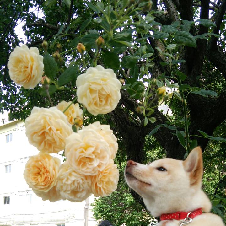 7f199619 c682 416c a09f 2d0b98817036