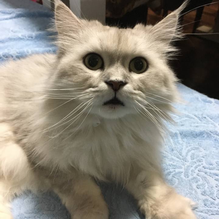 7f234eb4 308a 40e4 8a9b cbb1f2defa34