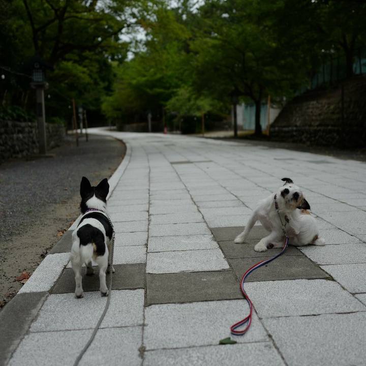 7f30c15c 256c 4d51 bc02 65b7d1380677