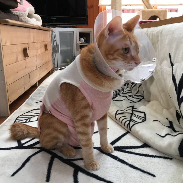 7f35566c 5e5e 4c81 9759 27a73102e370