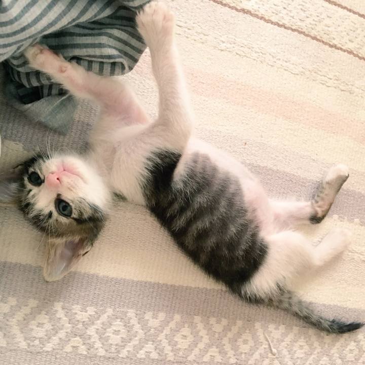 7f3aa2a7 c48a 4c88 ae6f 366fc4e0e1c8