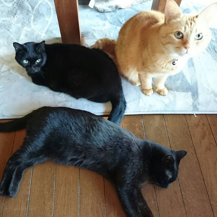 7f43233c 513b 408d b9fc a1cc307b3500