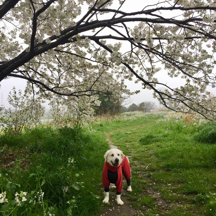 7f4a7137 b594 4392 8c54 360390997507