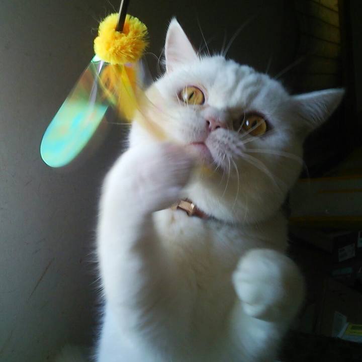 7f6385fc 0439 4429 a96f 90d03259172e