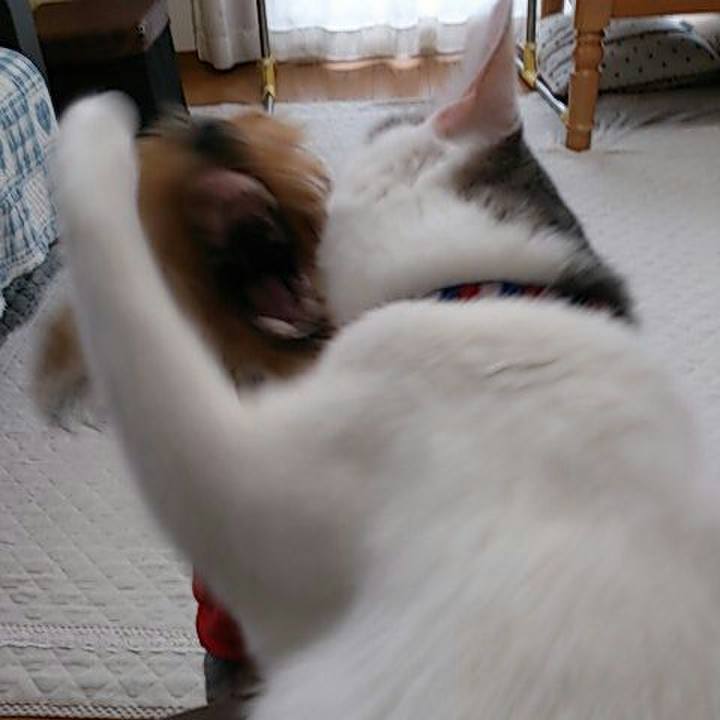 7f7c64fc d813 4e14 86f6 f226088b43ba