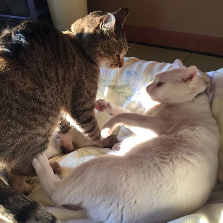 7f80fe7d c0a5 406d 90d0 e08fcbd81fe7