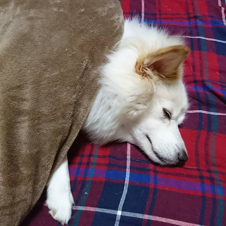 7f98e60e f528 4d48 ab5e 096deb415ff0