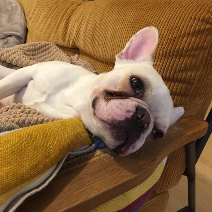 7fb3f53a 16cb 4b7f 90a4 cae36323b53c