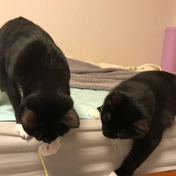 7fc4fe0c 0ced 44a8 8ebf 91df74cb66a5