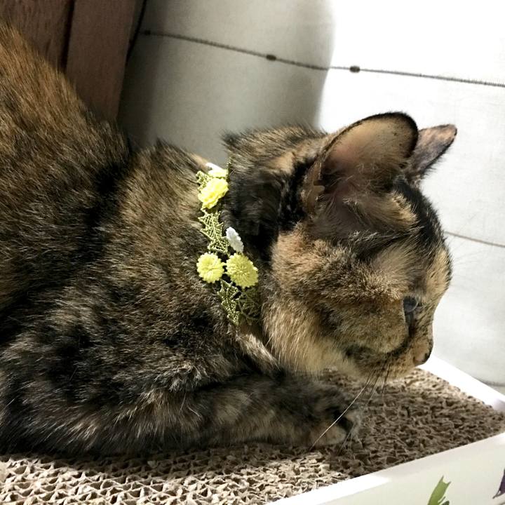 7fc5a53f 1010 4be5 b6c0 c629922b107b