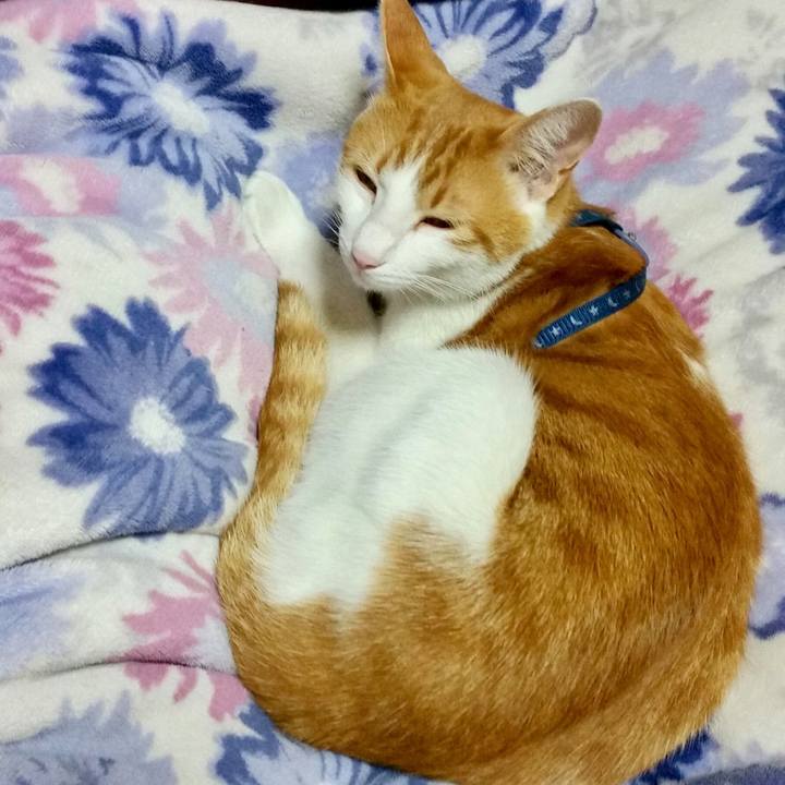 7fc88713 8100 4976 9c3a 4fd611411729