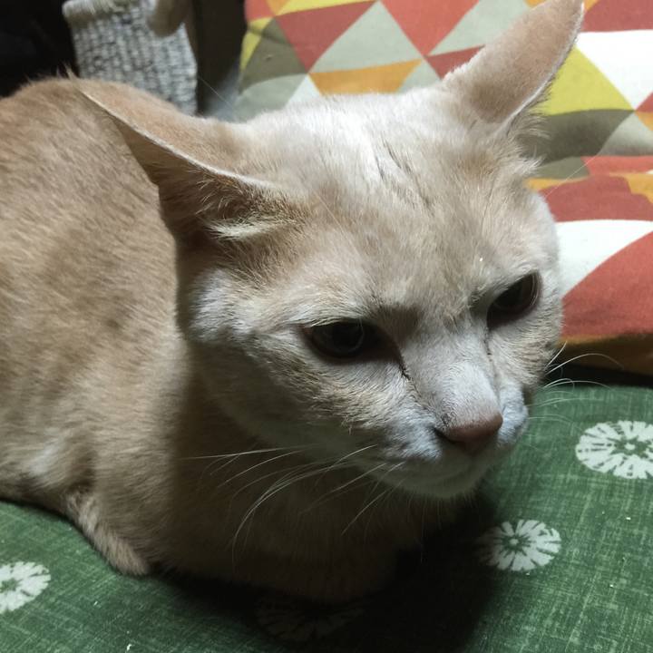 7fca2e76 2a1b 483c 91a0 4a690f20884c