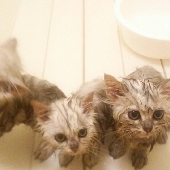 7fcac9d6 a255 4ff4 aa31 304922779419