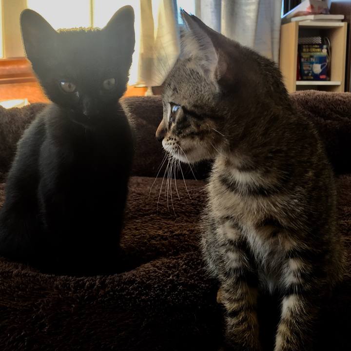 7fd3a6e1 bdda 42dd a9a9 1b0e3e4801d7