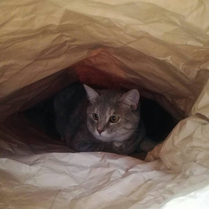 7fe9692a 4b88 491f 8a70 40db30209575