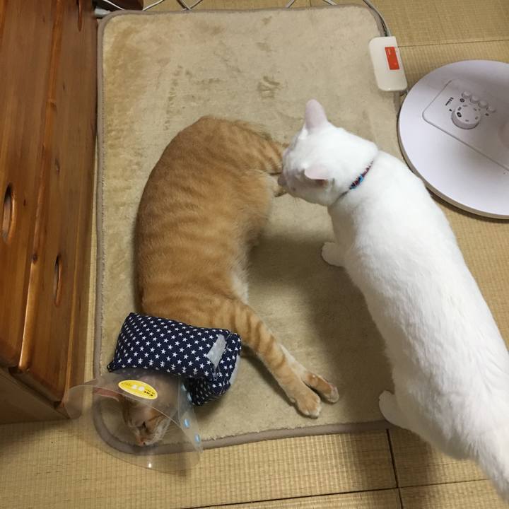 7fe9a29c 99fd 4c60 a0ef bde069963833