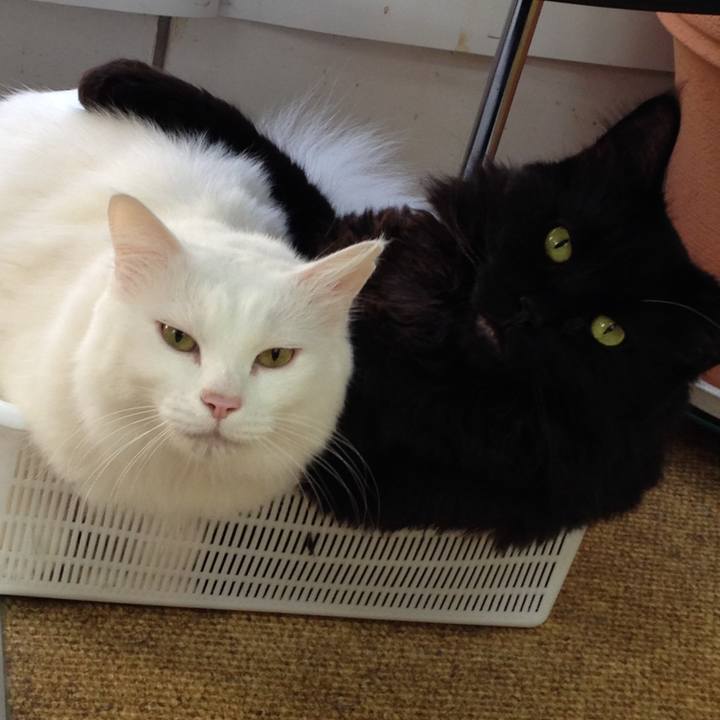 7fed2b03 64c2 419a 8bda b8c194693bf4