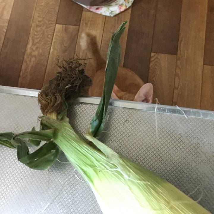 7ffb3955 a6ff 45c7 8cf1 3ac4870928de