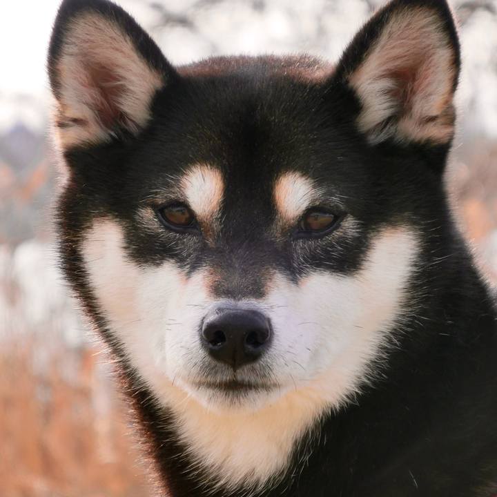 800a4a06 bf87 439d bda6 ec4f1943c38e