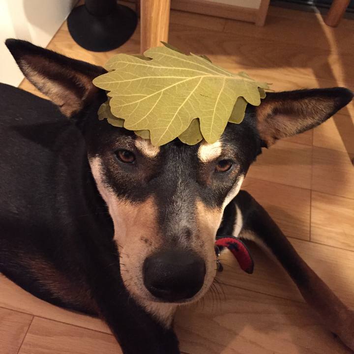 8030396d 4af0 4301 b300 c4d51c8b571b