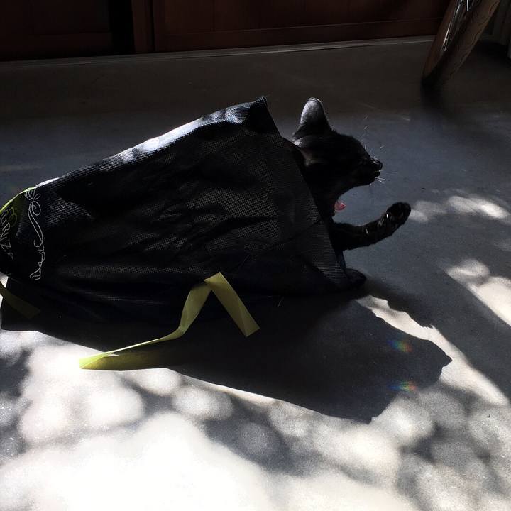 803b672c a518 4994 bec9 14131de35858