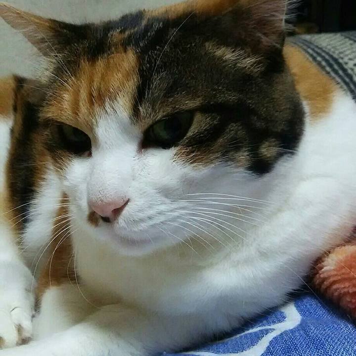 805ba228 a6c4 4e3f 82e8 1ebd39aff6a8