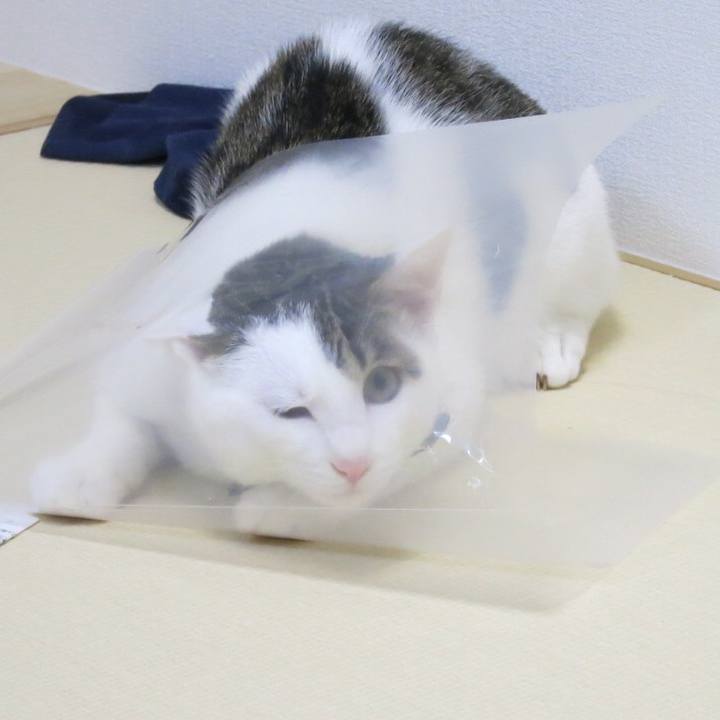 8060e583 6047 4d4e 88bf 860dedd757c1