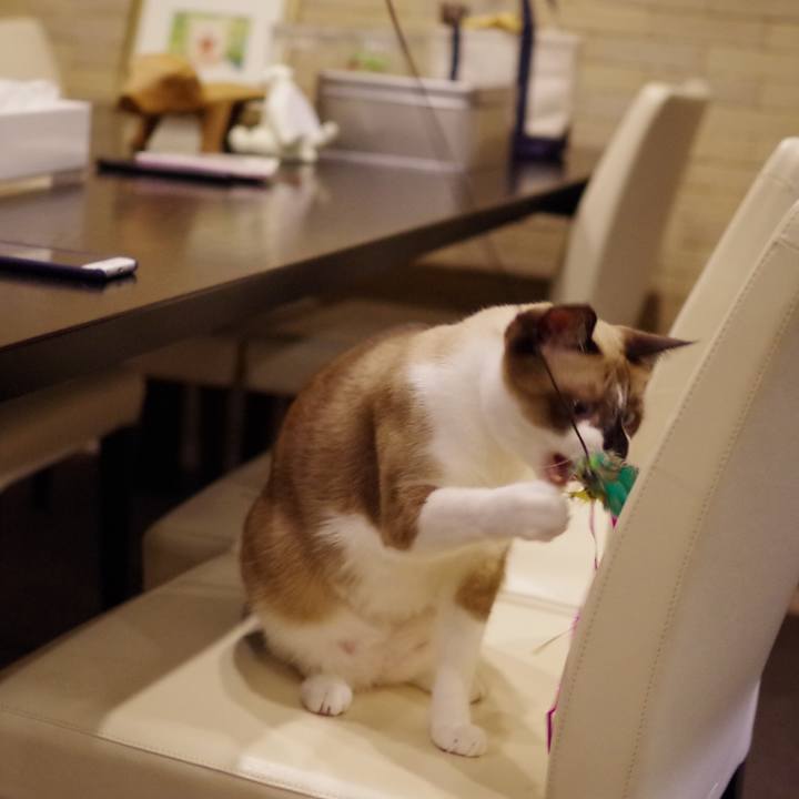 806f8af7 8e03 4e53 9273 5ba7e2be0790