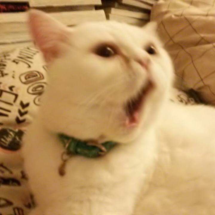 8078cca5 7f91 472b 8f6a 0209391f32ad