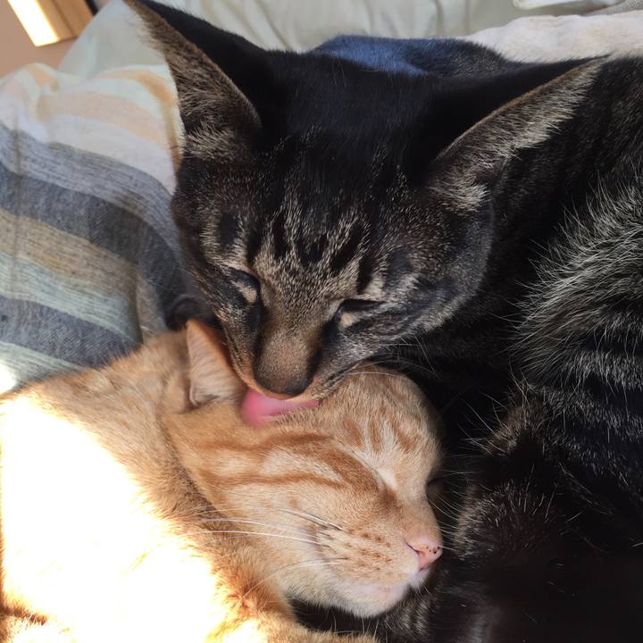 8083c96e 15a6 46ce 8cfb 9617f8c6cb35