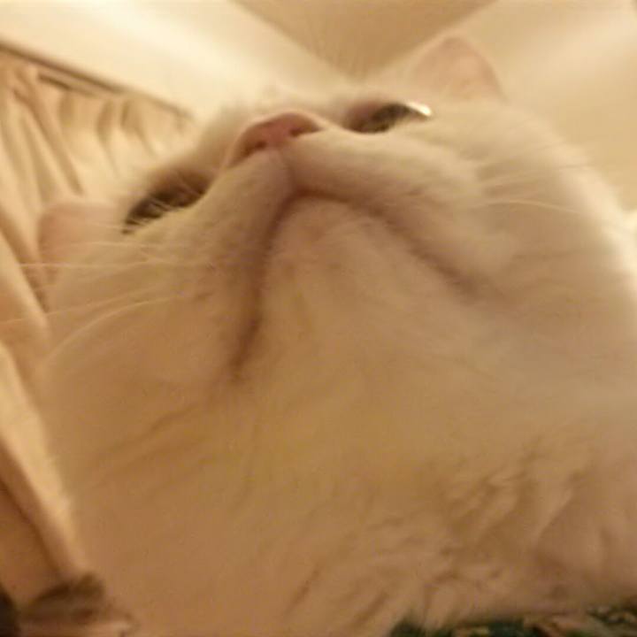 808f0e7b 8e48 4eca 8300 55fc56fc0a83