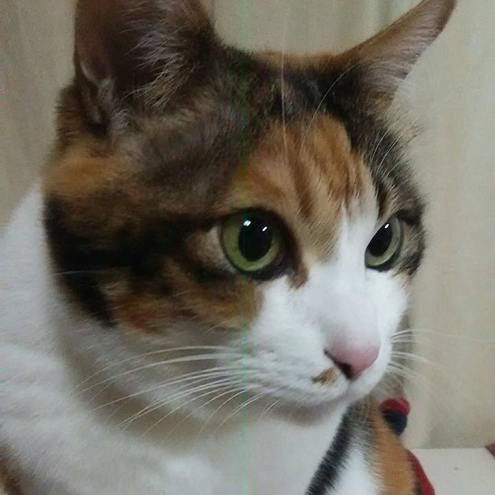 809fb53c 5b81 4f7c 8802 a8fce4524803