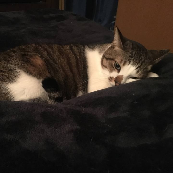 809ffd50 fc18 4fa6 aa67 d00e846181a4