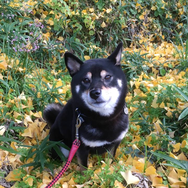 80a3b323 cf13 4077 b3c6 8c125c1d509c