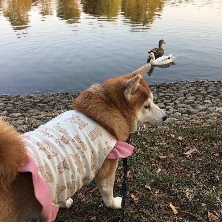 80a948b9 c470 423a ad2e e33d8bcb0e95