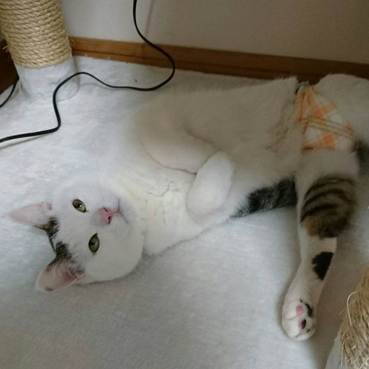 80aeccd7 f4dc 4fc0 89d1 50e3c7f848f2