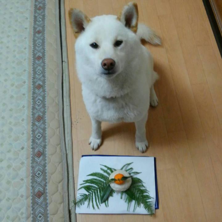 80bc951b ed4b 4e94 b725 4aa6bc47a7fe