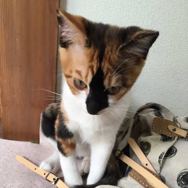 80c668bc 498f 455d 9a4a ea6094e3d040