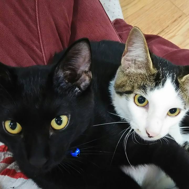 80c72ce3 589d 4044 91bc 0a06db7a348b