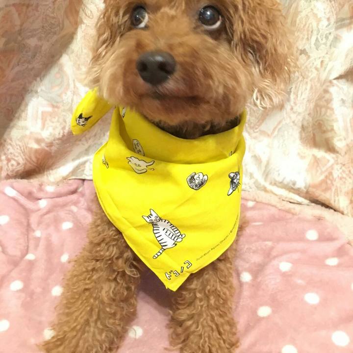 80cb6ae0 dafa 47c0 b71e 6f179a078ff0